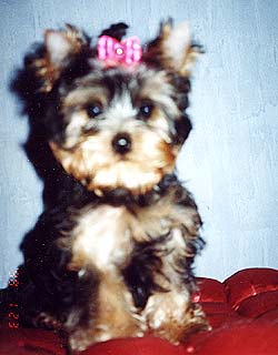 ����� ������� ������� � ����.