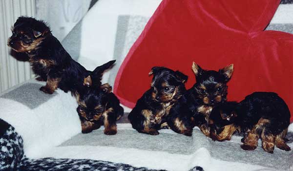 ����� ������������ �������.