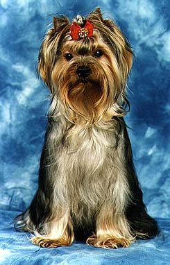 ����������� ������.