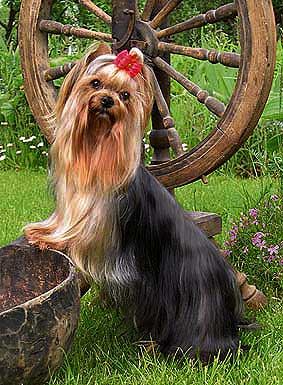 ����������� ������.