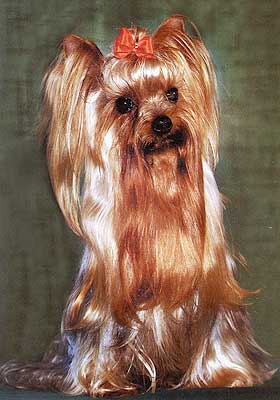 ����������� ������.