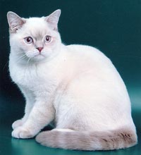 ���������� �������.