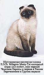 ����������� ��������� ����� E.I.Ch. Milagros Merry Cat �������� ����� ���-�����, ��� ������ ������� ������ � ������ � ������ ����������� � ������ �������