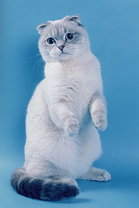 ����������� ��������� ������� ����� ���-�����.