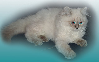 ������� ������ �����-���-����������.