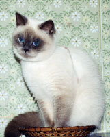 ���������� ����� ��������� ������ ���-�����, ������� 1,5 ����.