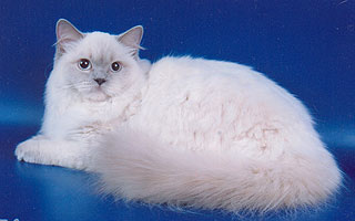 ������� ������, ������� ���� ���, ����� - ����� �����.