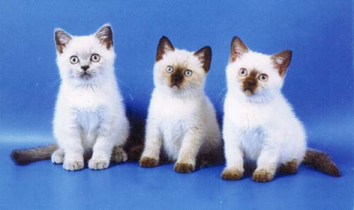 ���������� ������ ��������� ������.