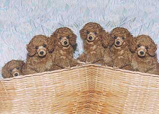 ����� ������