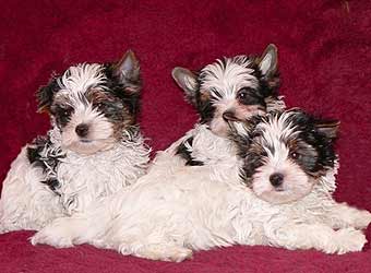 ����� ����� �����.