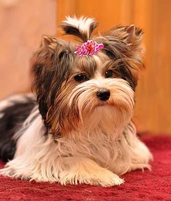 ����� ����.