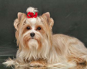 ����� ����.