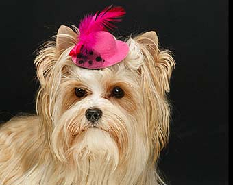 ����� ����.