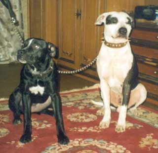 Kinnara � Varvar Bull �������.