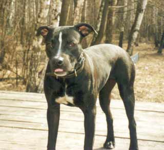 ������� Kinnara.