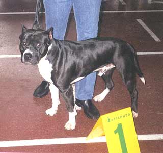 ������������ ������������� Harley Viking Bull