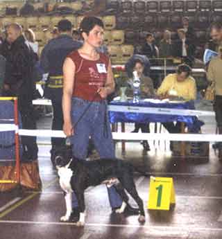 ������������ ������������� Harley Viking Bull