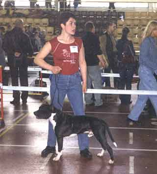 ������������ ������������� Harley Viking Bull