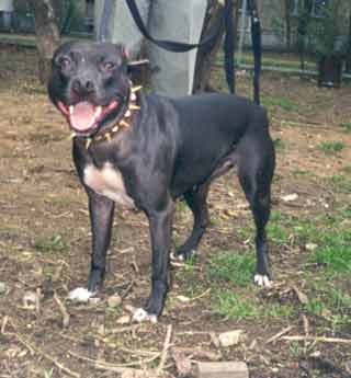 ������������ ������������� Blask Rozmary