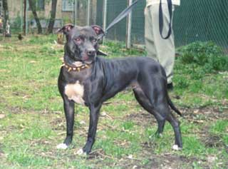 ������������ ������������� Blask Rozmary