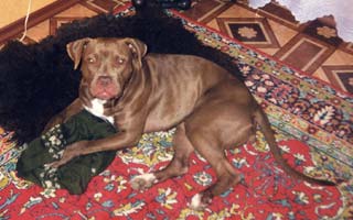 ������������ �������������