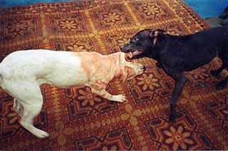 ������������ ������������� Blask Rozmary