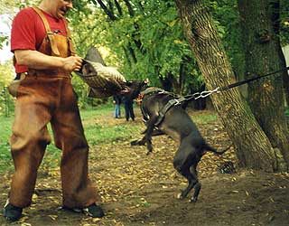 ������������ ������������� Blask Rozmary