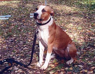 ������� Valkiria Bullet.