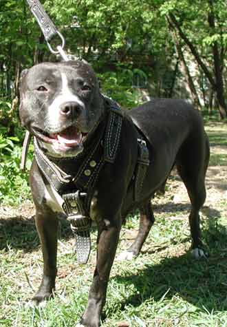 ���� Lorik �� ��������� T.Garner.