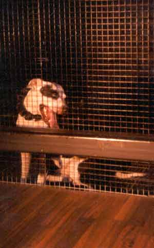 Prise Argo Varvar Bull.