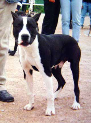 Killer - (Varvar Bull-Stella) ������������ �������������