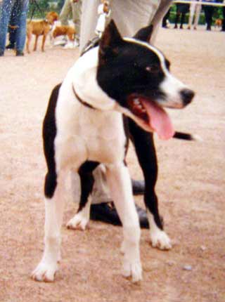 Killer - (Varvar Bull-Stella) ������������ �������������