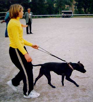 Hammer Tiger - (Varvar Bull-����) ������������ �������������