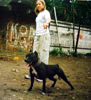 Hammer Tiger ������������ �������������