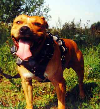 ������������ ��������������