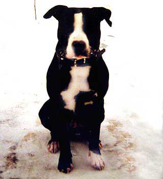 Little Leo - (Varvar Bull - Lorik)