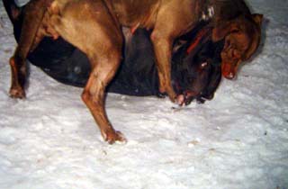 ������������ ������������� Blask Rozmary