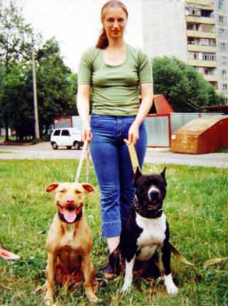 ������������ �������������� Harley V.B � Dolly ������������� (Varvar Bull - Cinderella)