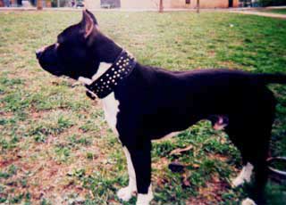 ������������ ������������� Harley Viking Bull