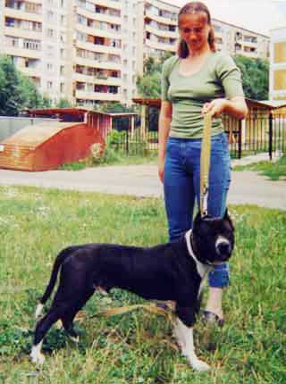 ������������ ������������� Harley Viking Bull - (Varvar Bull - Cinderella)