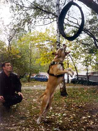 ������������ ��������������