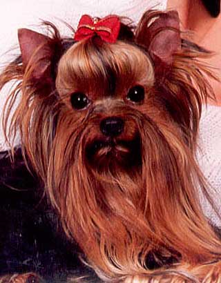 ����������� ������ �����