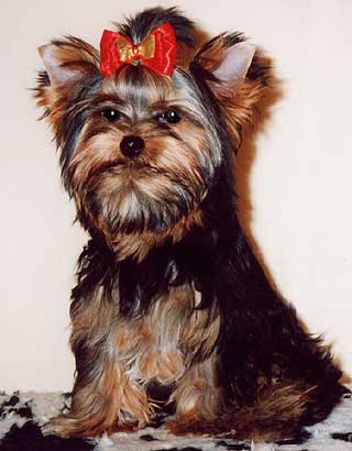 ����������� ������ ��������� ��� ������� �����