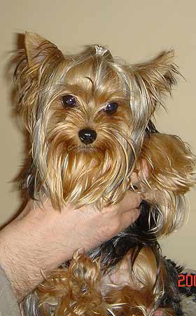 ����������� ������ ����� ������� ����� �������