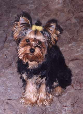 ����������� ������ �����