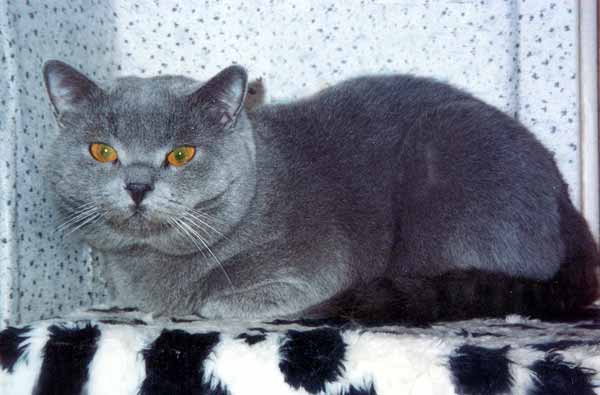 I.Ch Bertran Devis Blue Fog.