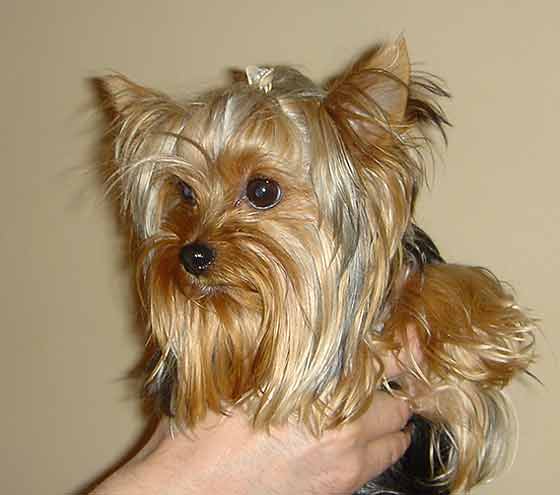 ����������� ������.