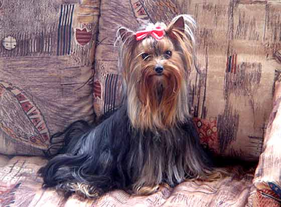 ����������� ������ AMIGO BUKOLIKA ������ ������.