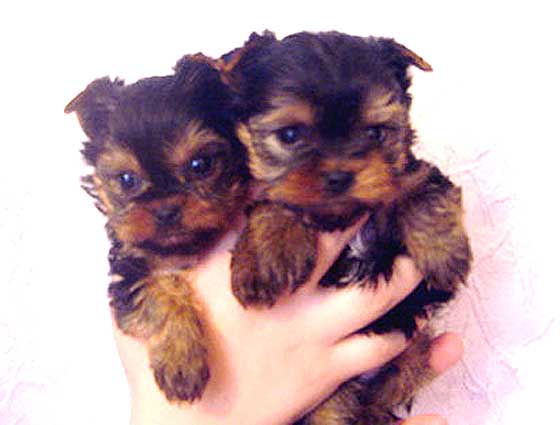 ����� ������������ �������.