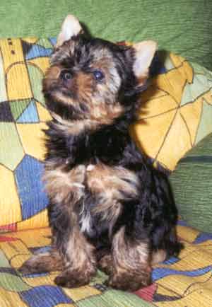 ����� ������������ �������